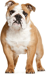 royal-canin-bulldog-main.jpg